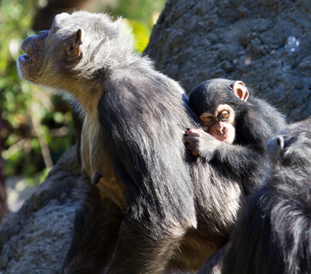 A chimpanzee and her baby