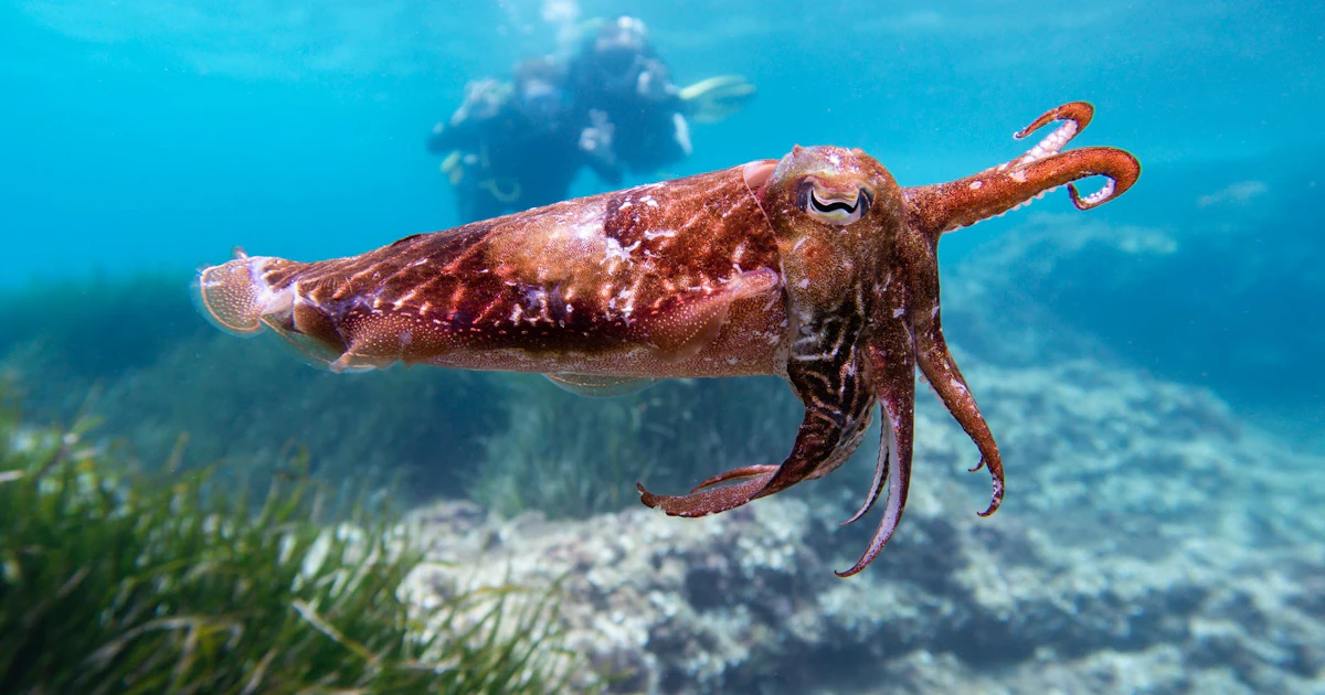 Scientists outfitted cuttlefish with 3D goggles to understand how their ...