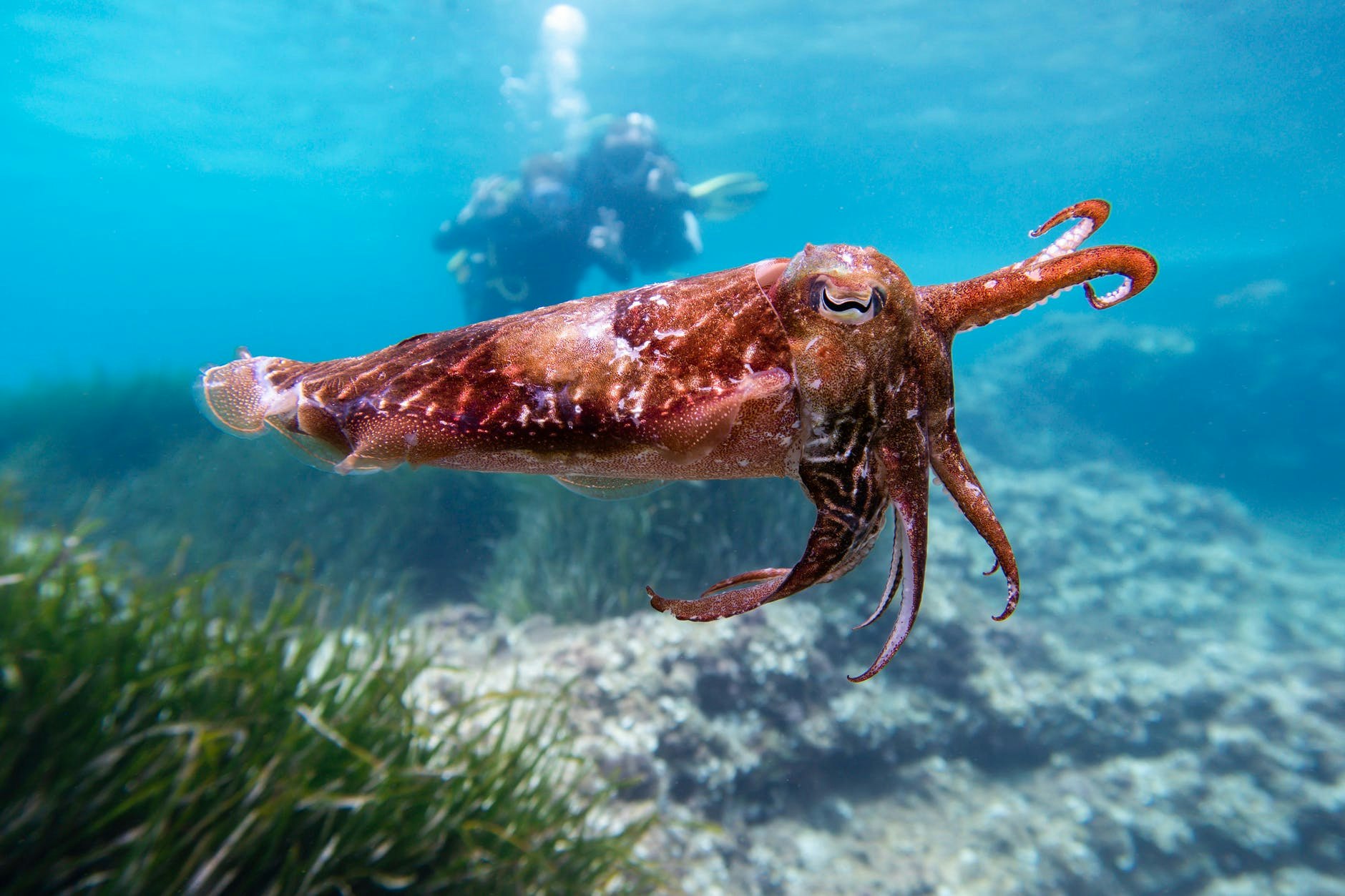 a red cuttlefish (type of squid) underwater