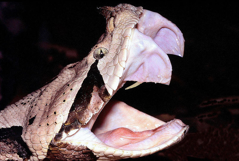 a tan and brown Gaboon viper showing its fangs
