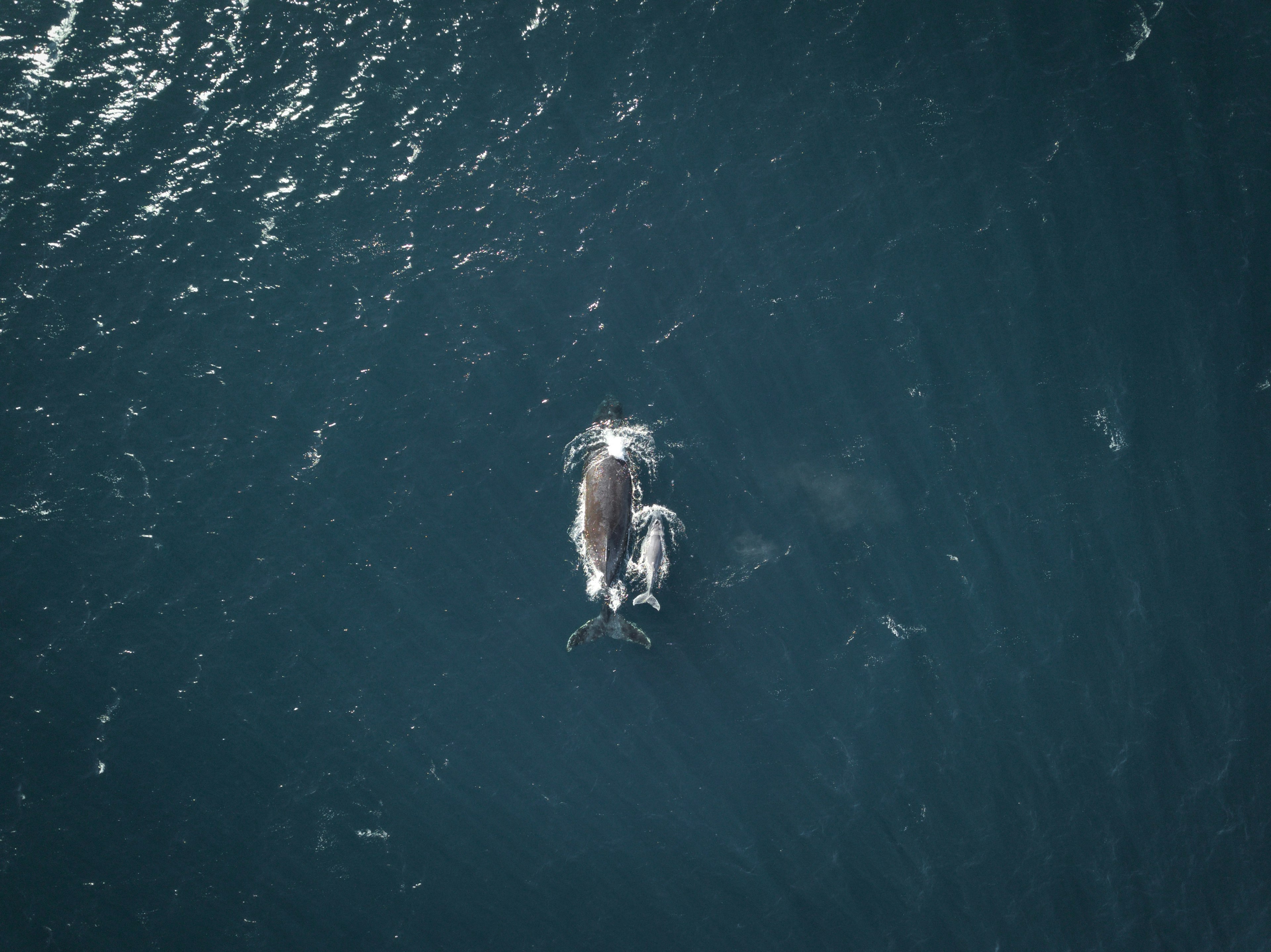 a photo of a whale and her calf from the air