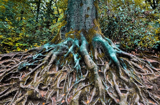 a tree with extensive roots spreading across the ground