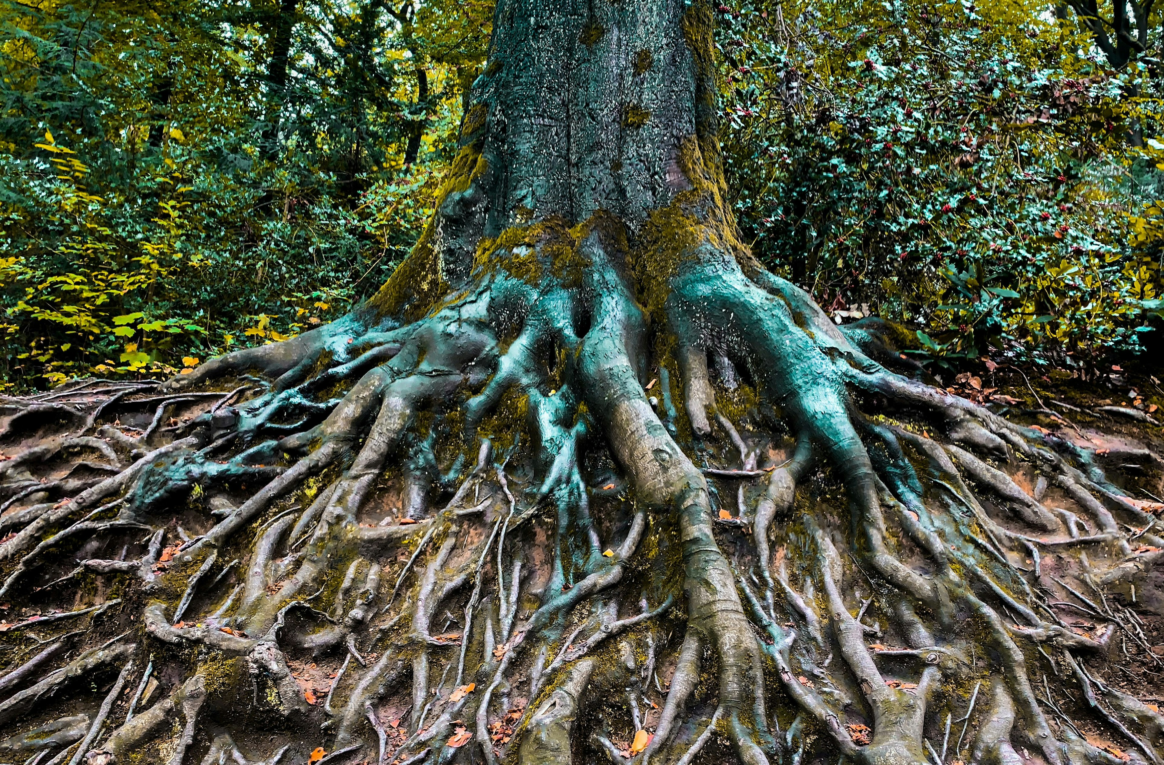 a tree with extensive roots spreading across the ground