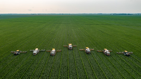 a line of corn detasseling machines in a green field seen from above