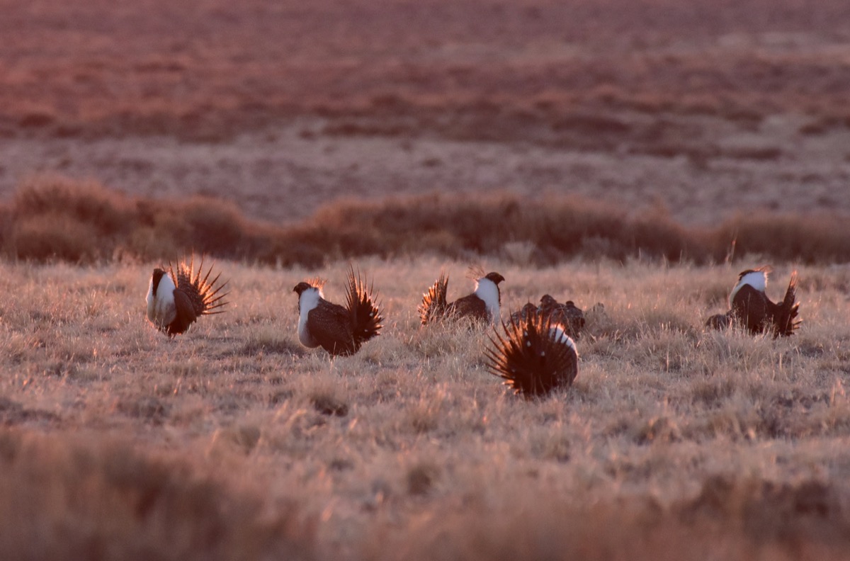 a group of sage grouse birds standing in a field of sagebrush
