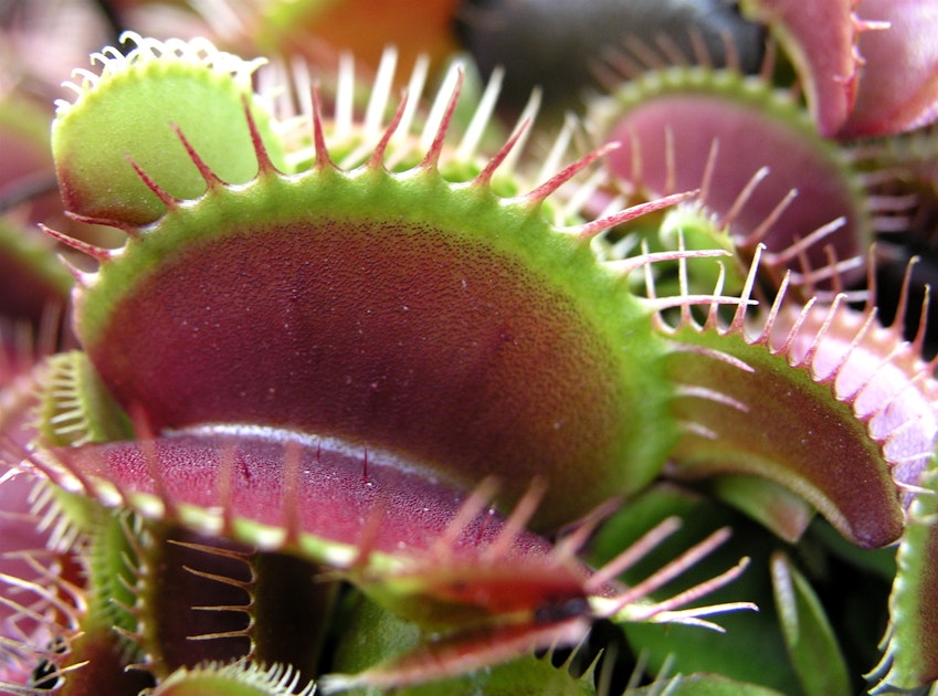 Venus flytraps (and secrets to keeping them alive) - Los Angeles Times