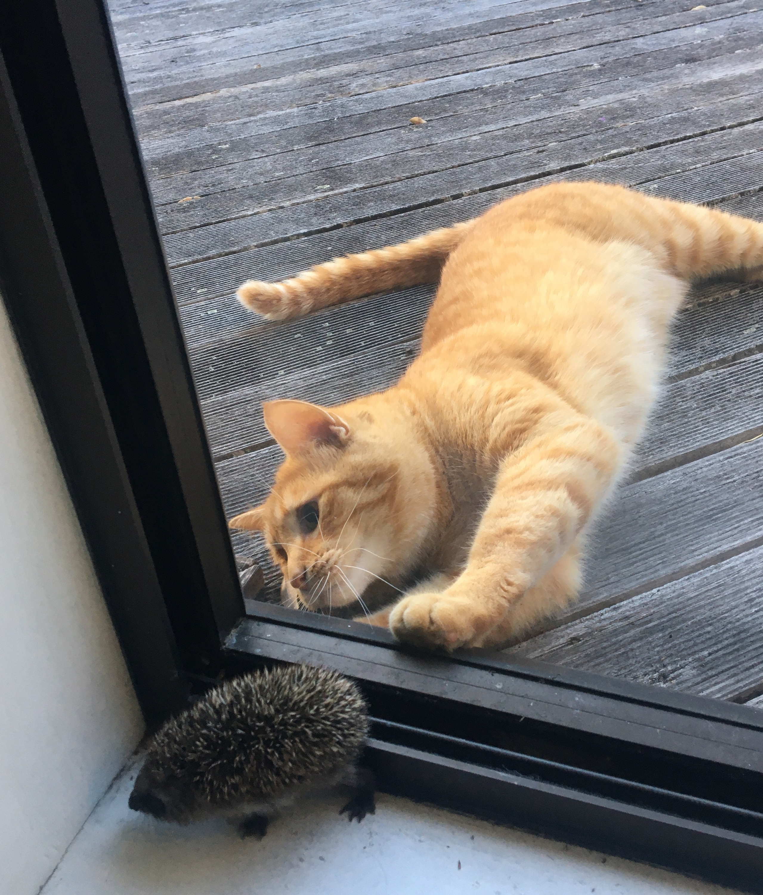 An orange cat on a patio