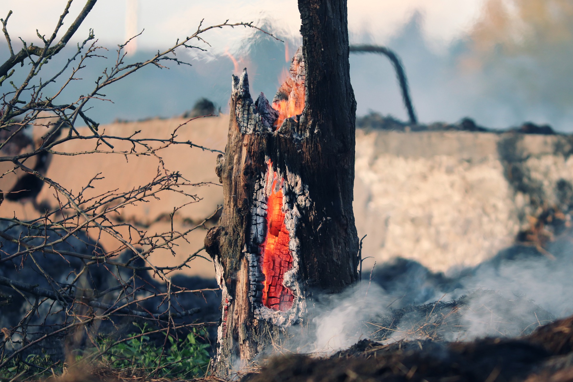 Researchers find the molecules in burning trees that cause — and suppress — health problems