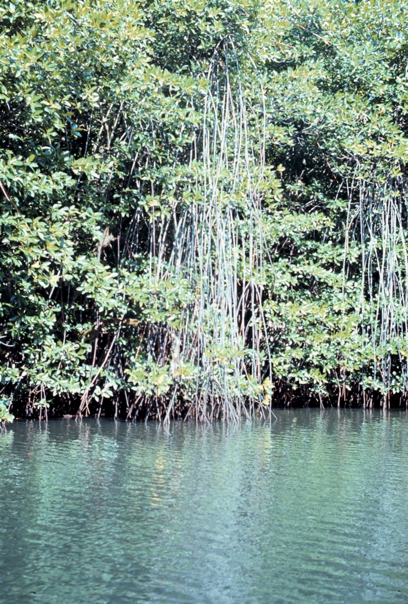 Mangrove roots sticking a few dozen feet out of the water, in Micronesia.