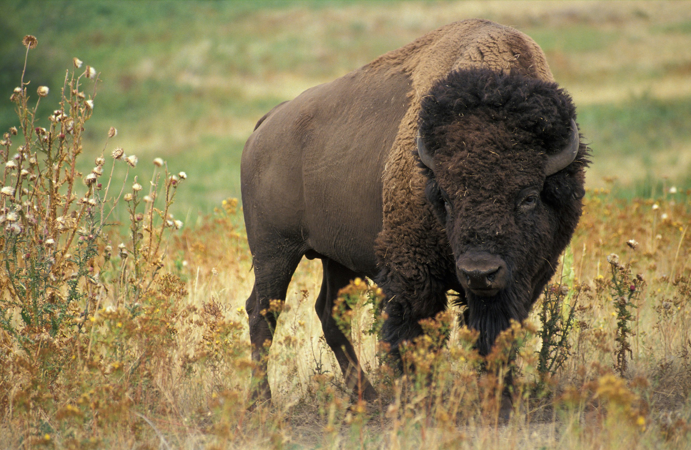 A brown American bison standing in a field