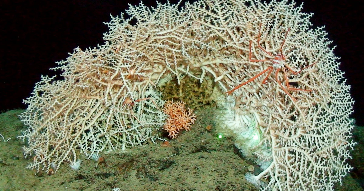 Floating detritus is giving new insights into deep-sea corals