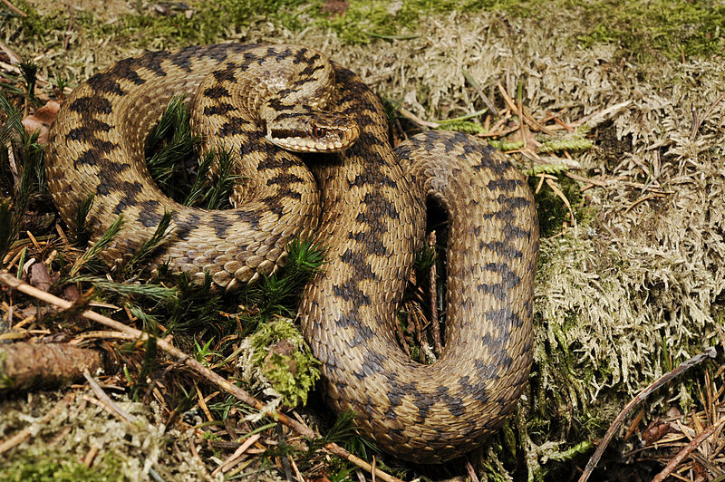 zigzag lines watersnake