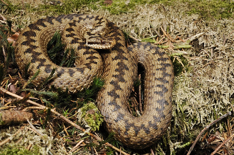 snake with a dark zig-zag pattern on its back against some leaves