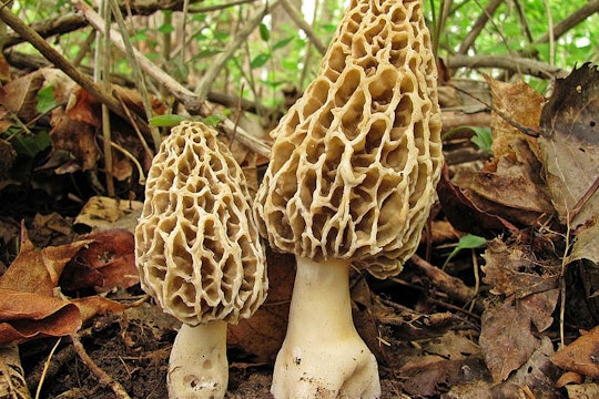 morella mushroom two morella mushrooms growing from the ground