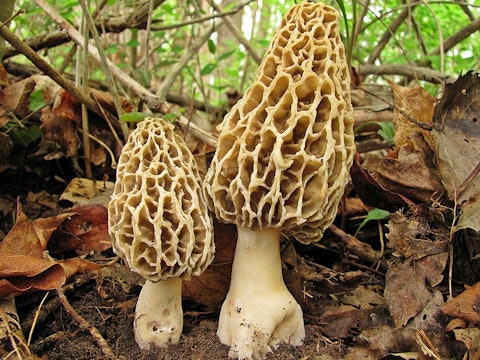 two morella mushrooms growing from the ground
