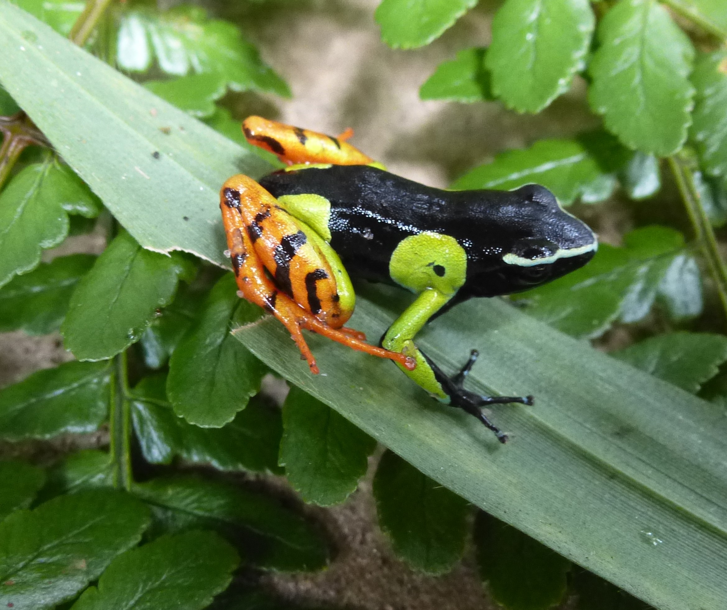 a bright orange, green, and black tree frog sitting on leaves