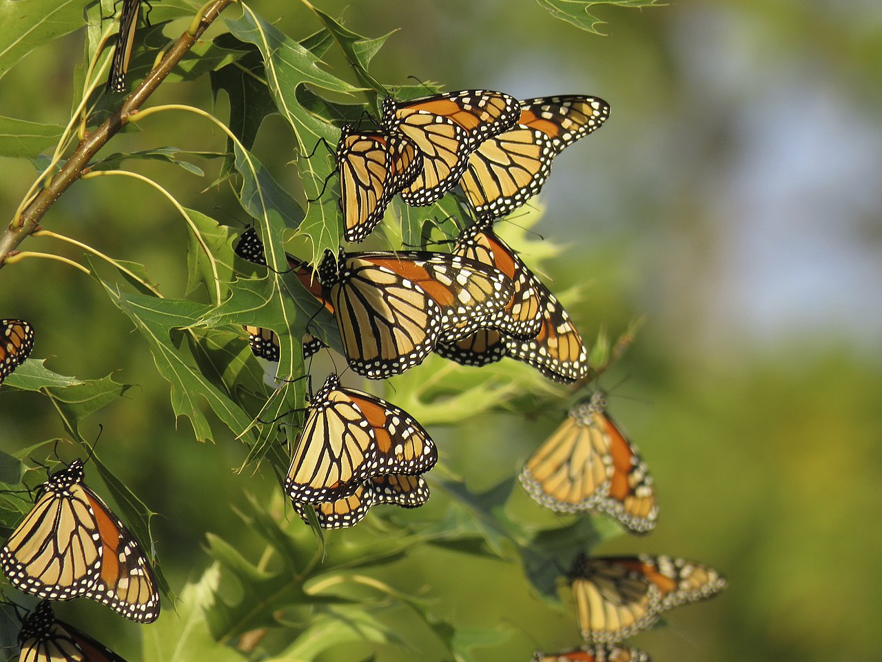 Roosting Monarch Butterflies