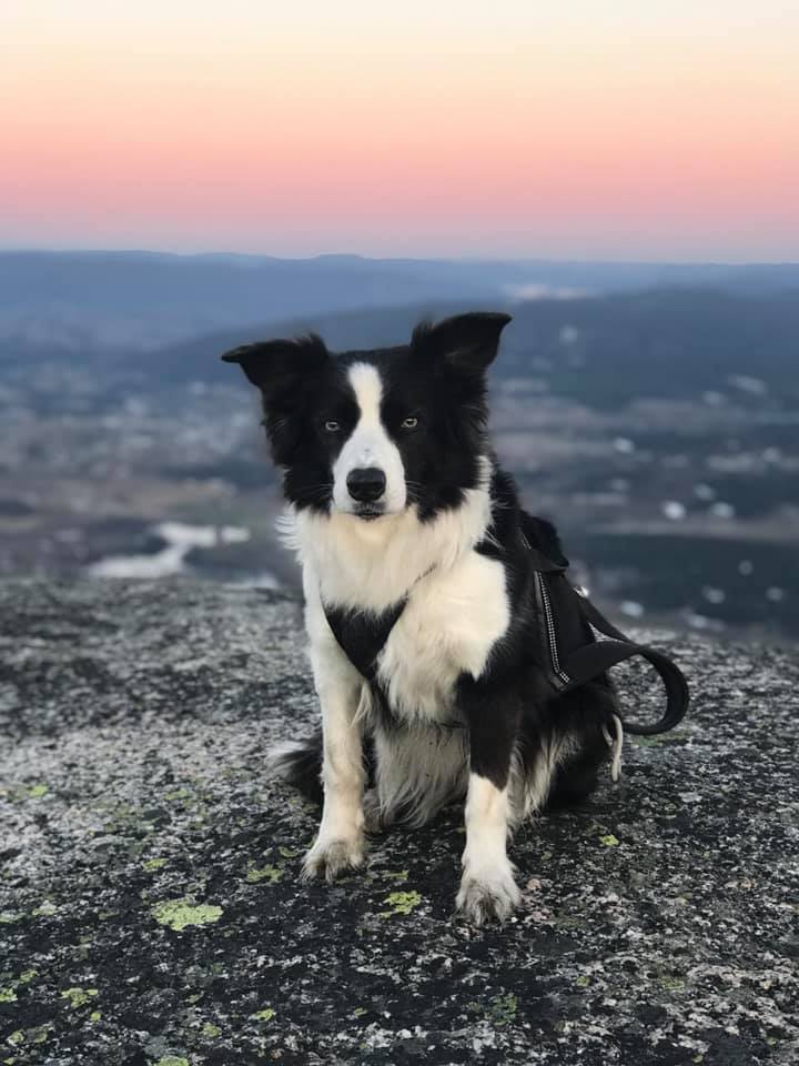 Chili, one of the conservation dogs in the study