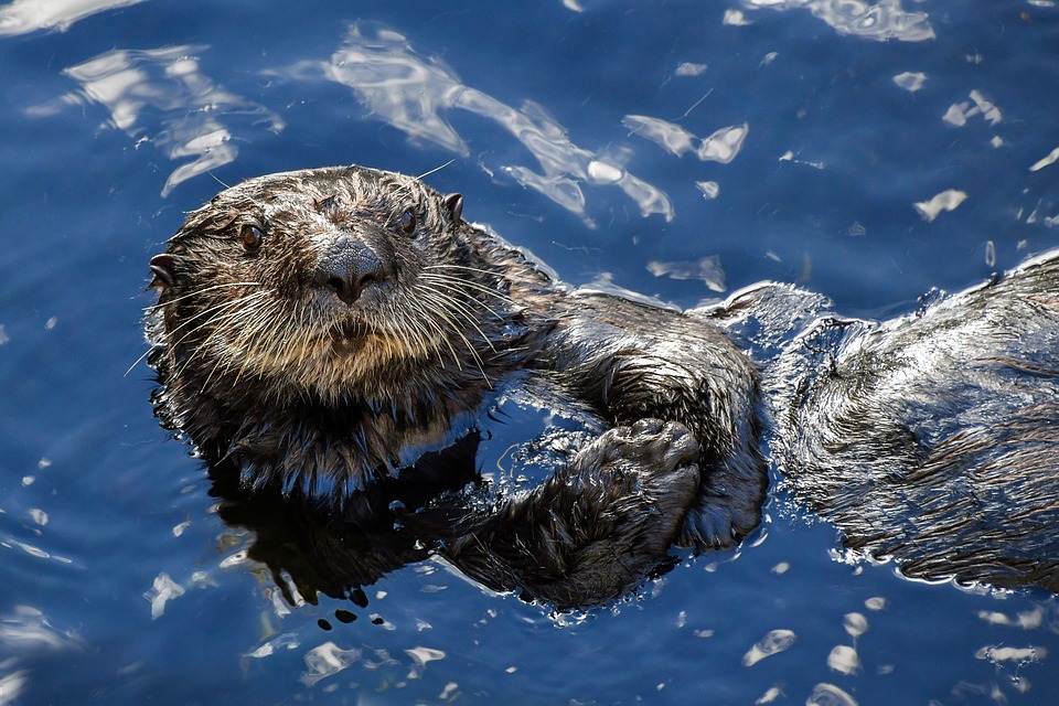 a sea otter with long whiskers looking at the camera