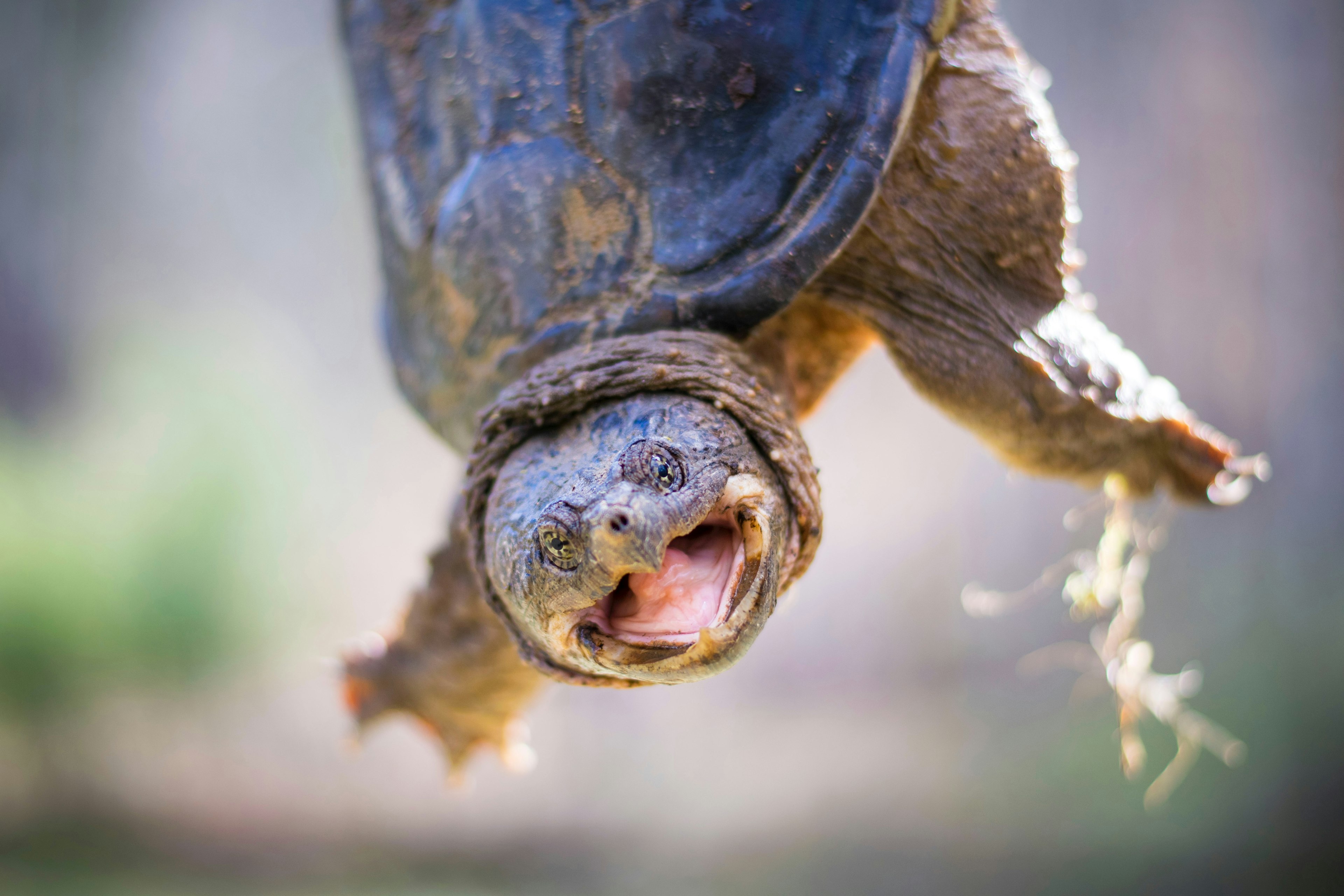 snapping turtle with its mouth open