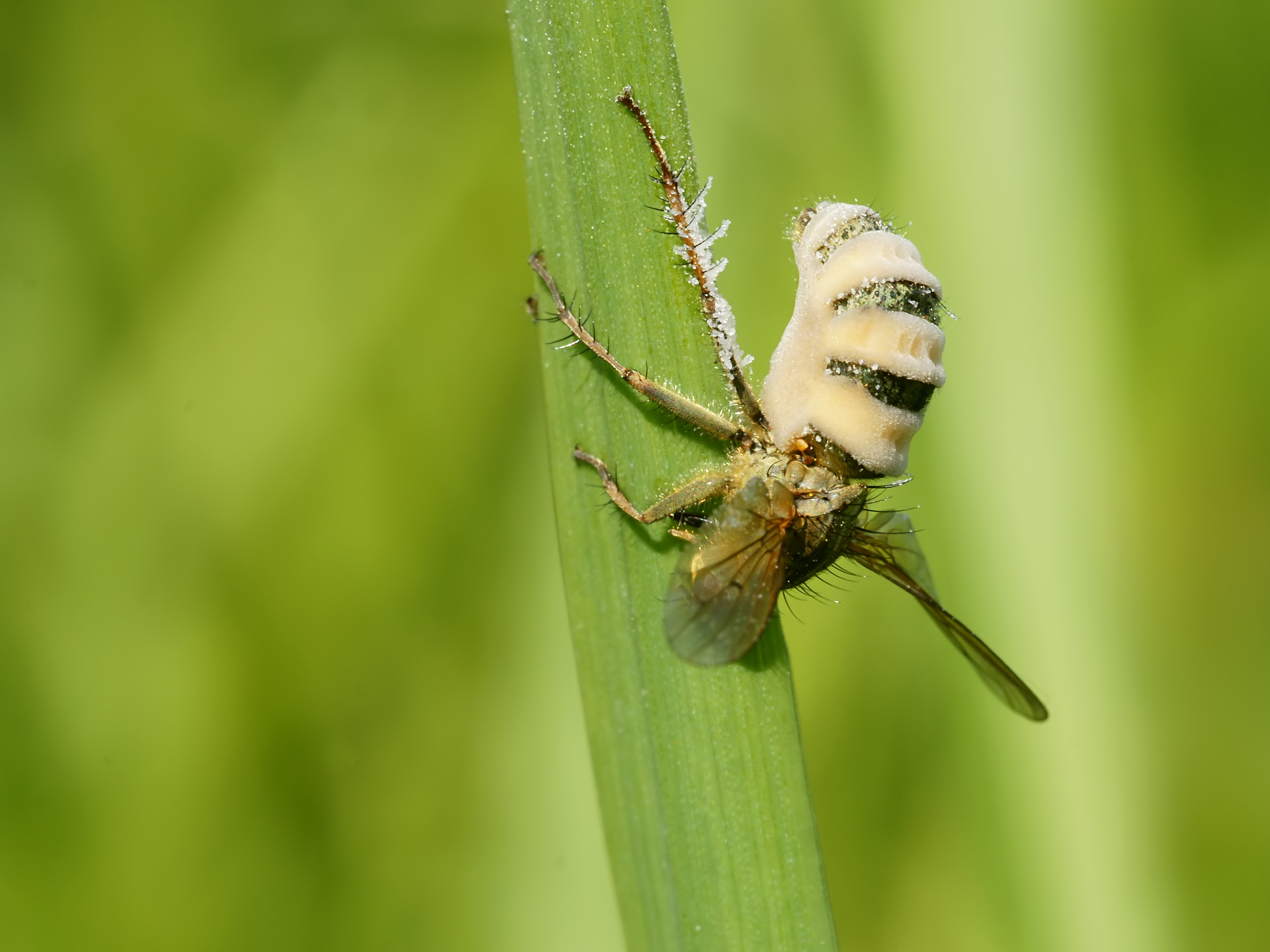 Fly with insect destroyer fungus