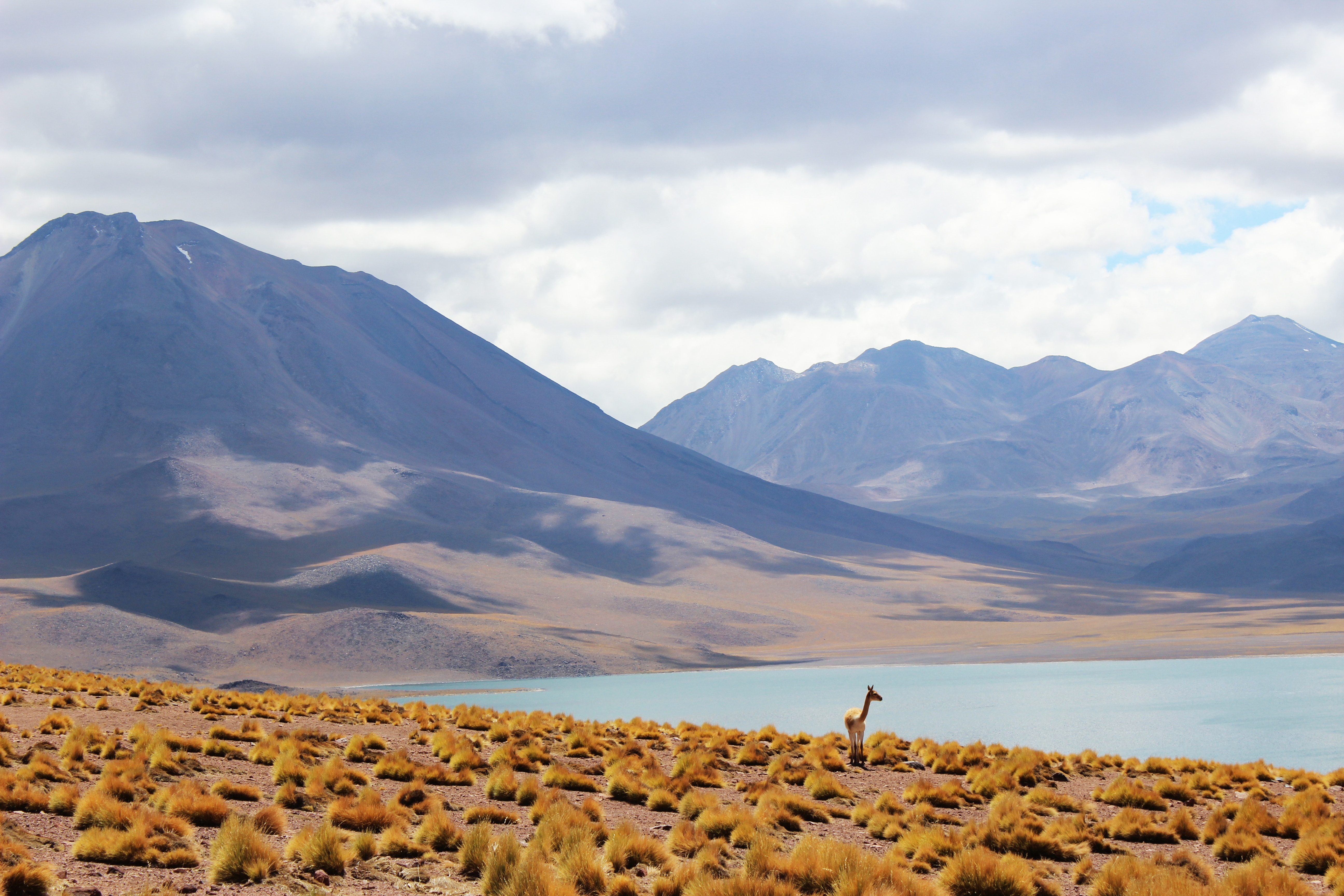 A small deer or antelope stands on a shrubby hillside in the Atacama Desert, next to a lake.