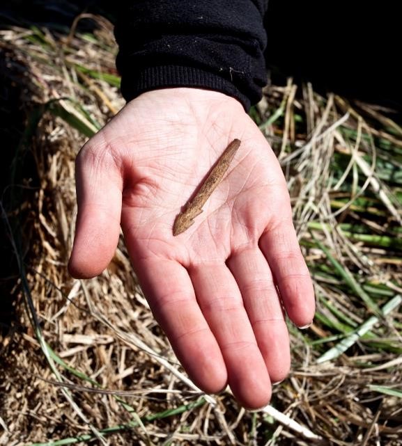 An ancient Greenland arrowhead sits in an opened hand of a scientist who found it.