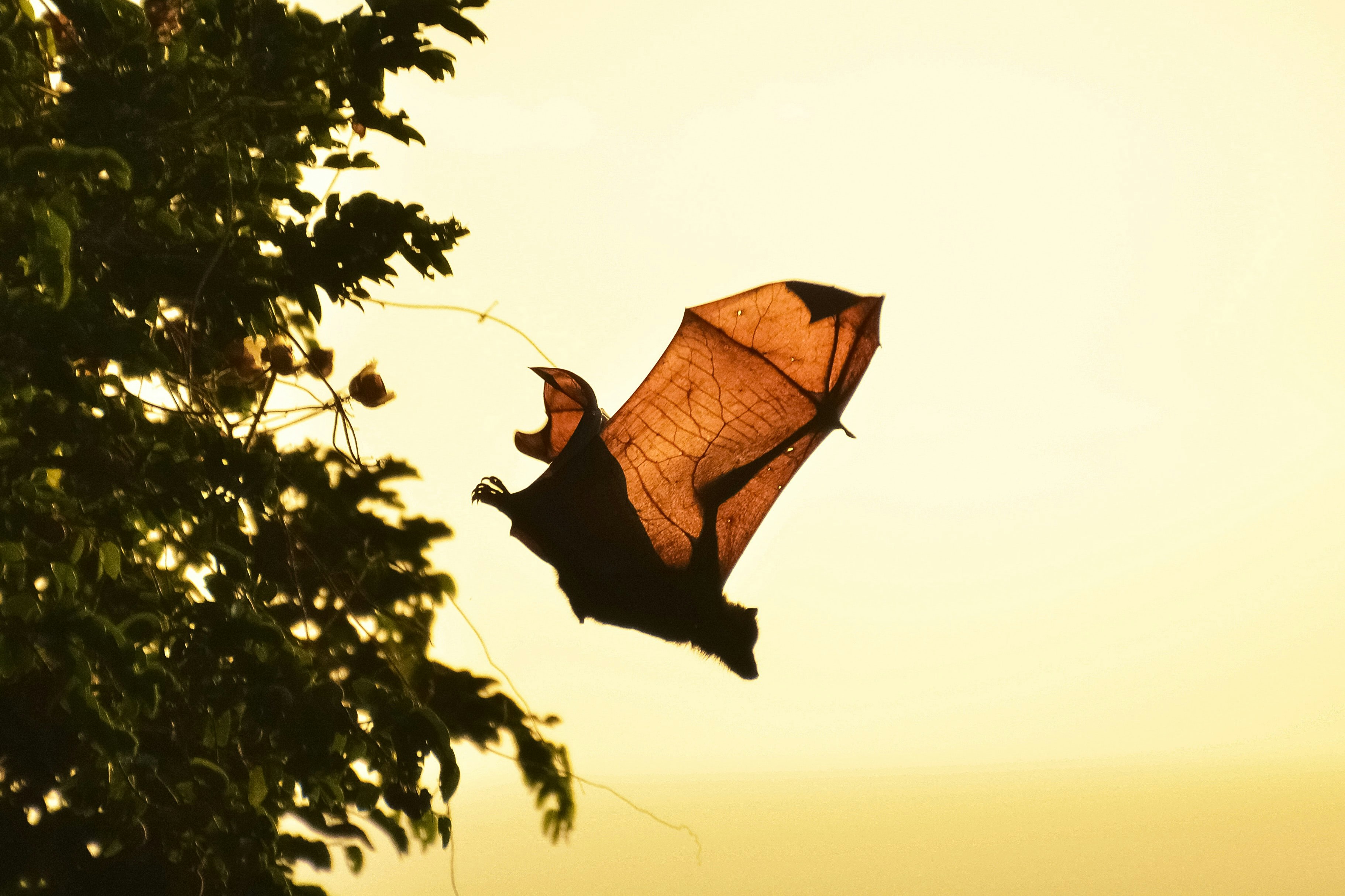 a bat flying out of a tree at dusk