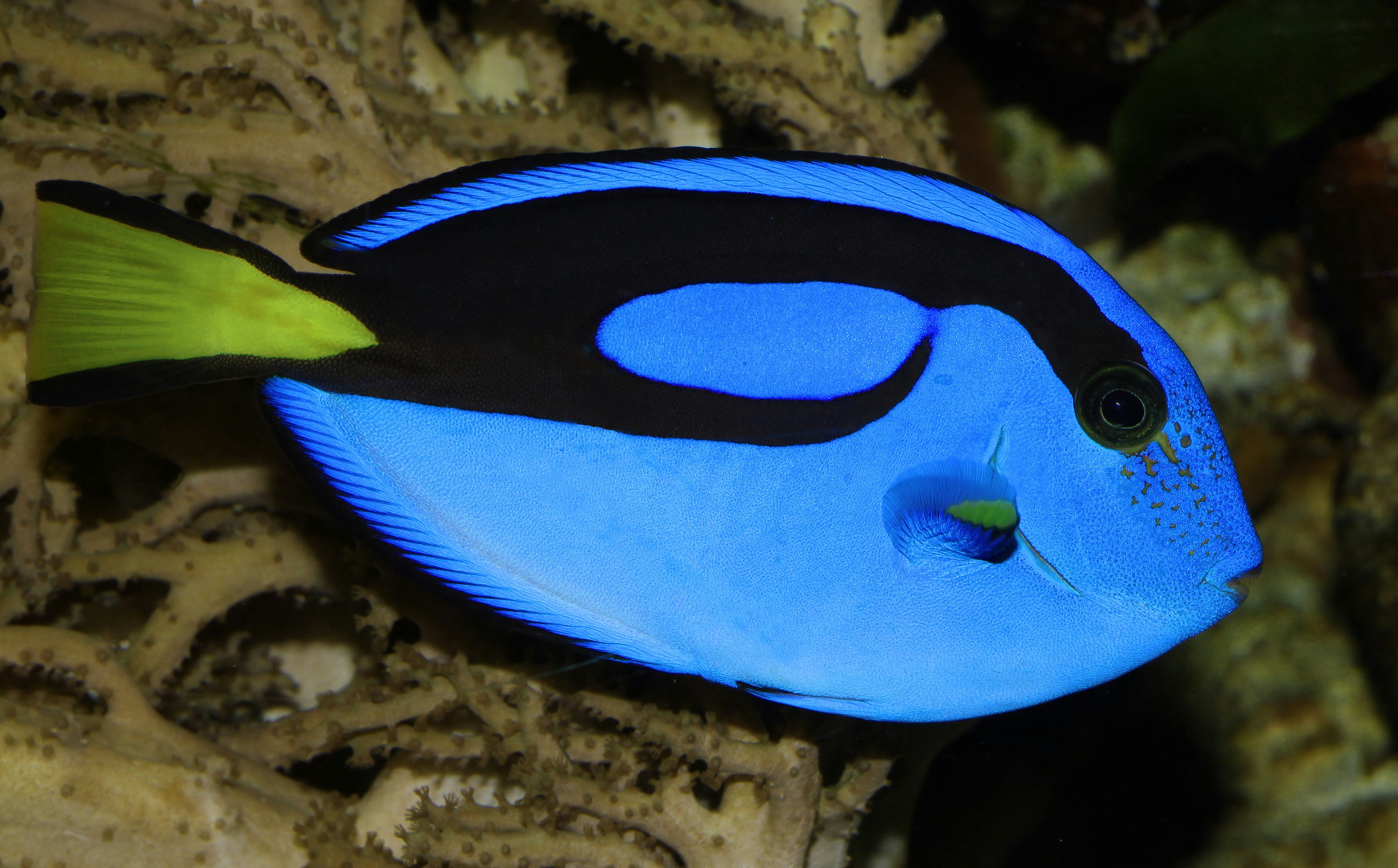 Image of a Blue tang, the star of Finding Dory