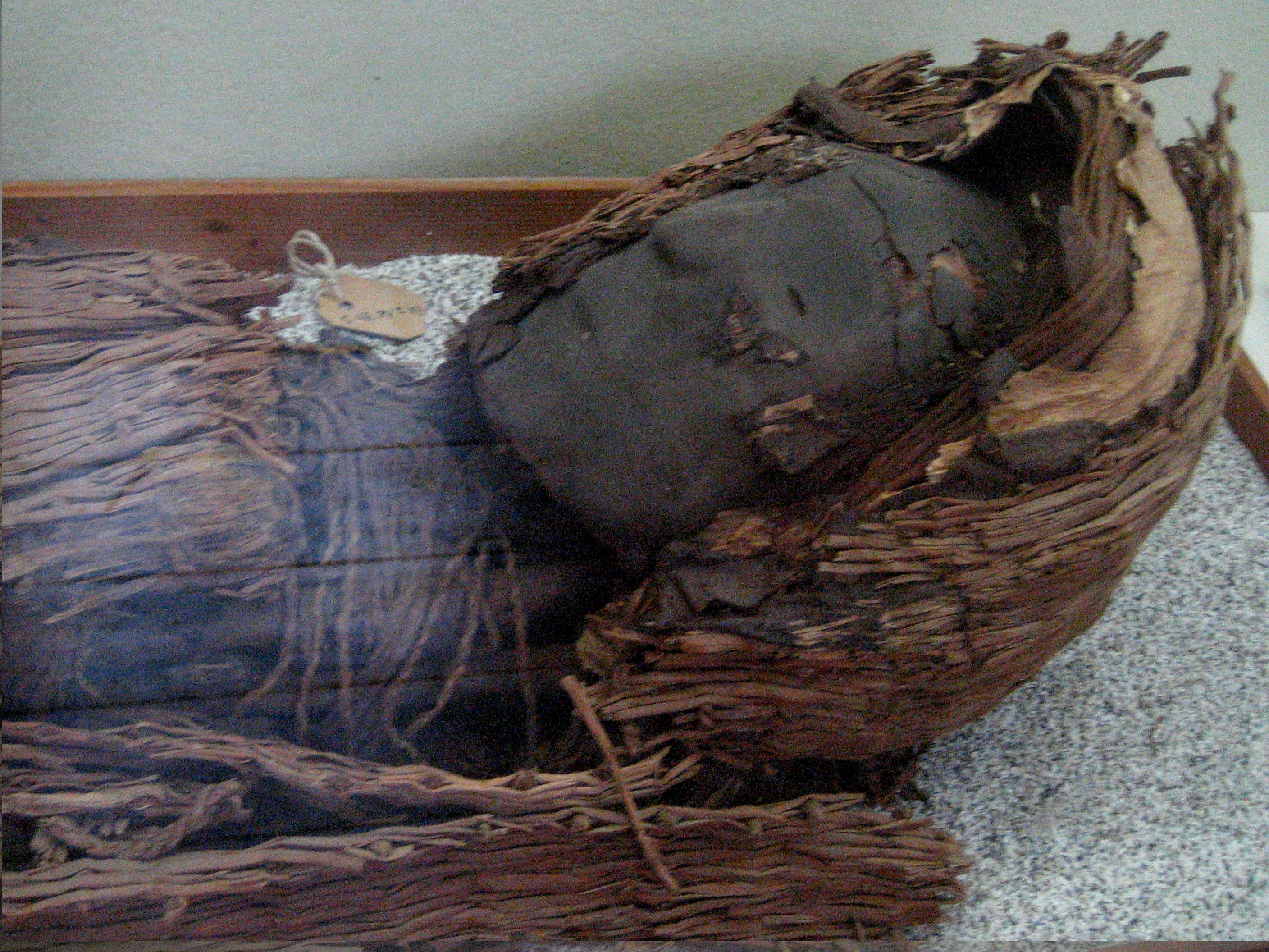 A mummy of the Chinchorro people, with blackened skin laying in a woven basket.