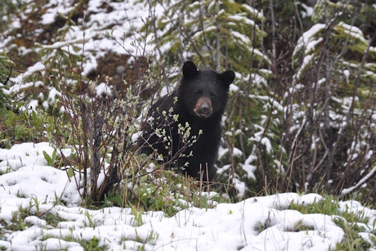 a bear popping its head up in a snowy landscape