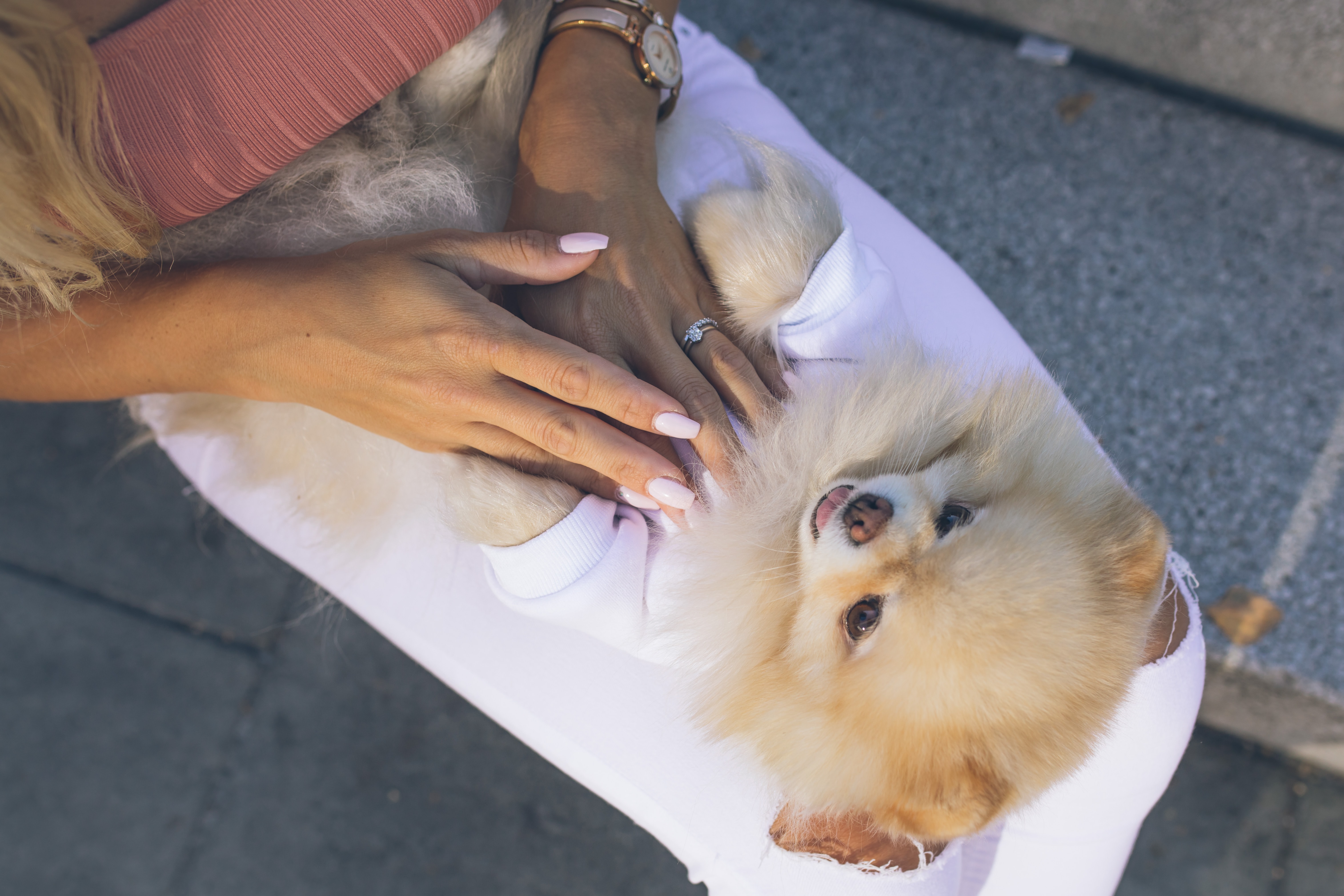 a fluffy dog laying on its owners lap face up