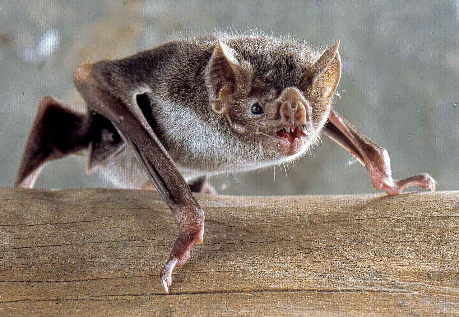 vampire bat snarling while sitting on wood log