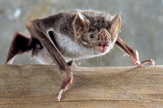 vampire bat snarling while sitting on wood log