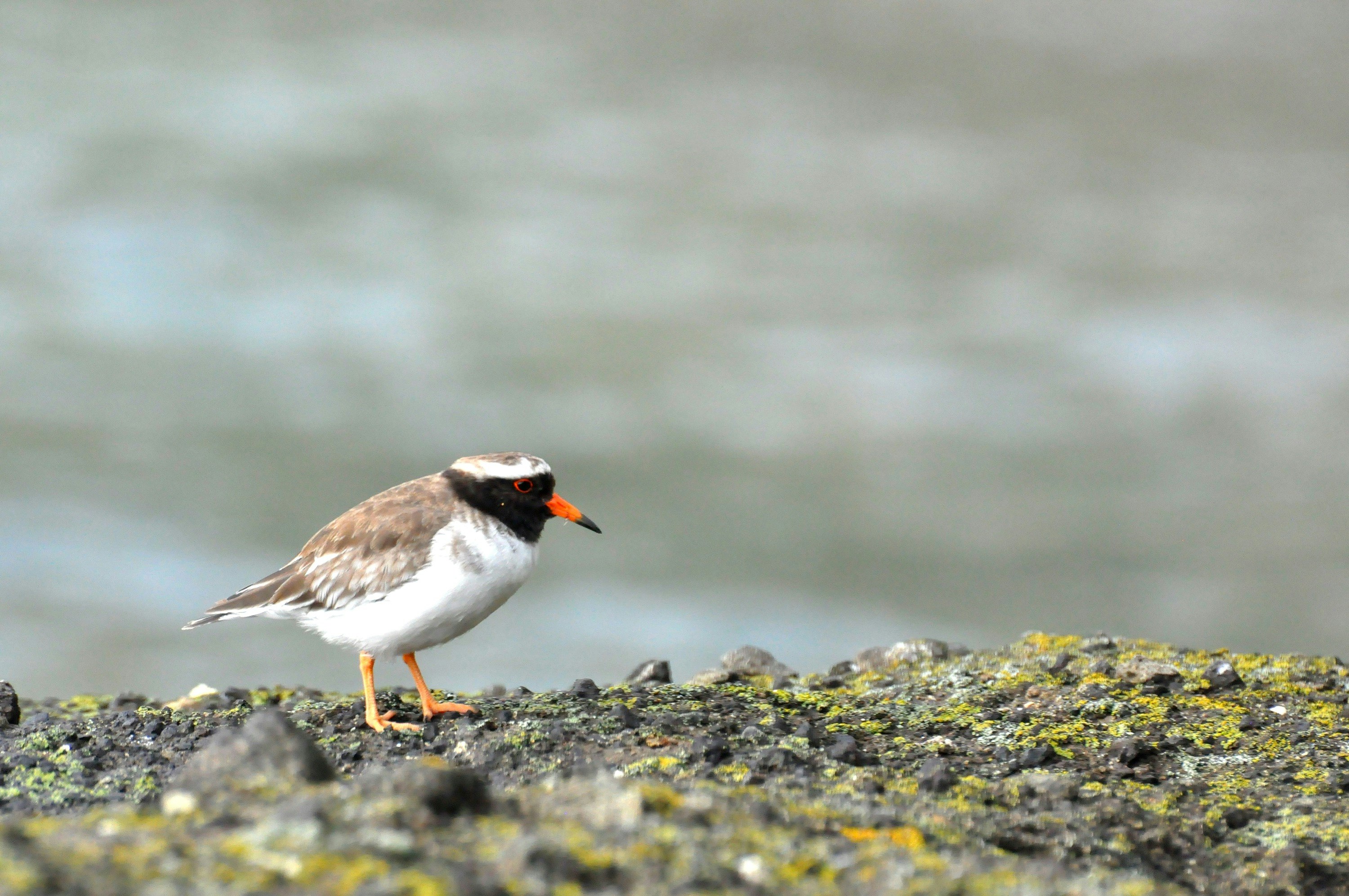 a small white and brown bird with a black head and orange beak called a plover