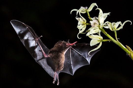 A bat flying close to a flower.