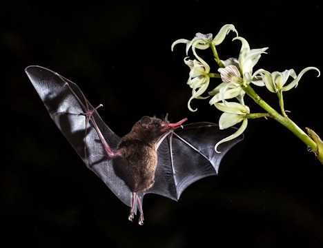 A bat flying close to a flower.