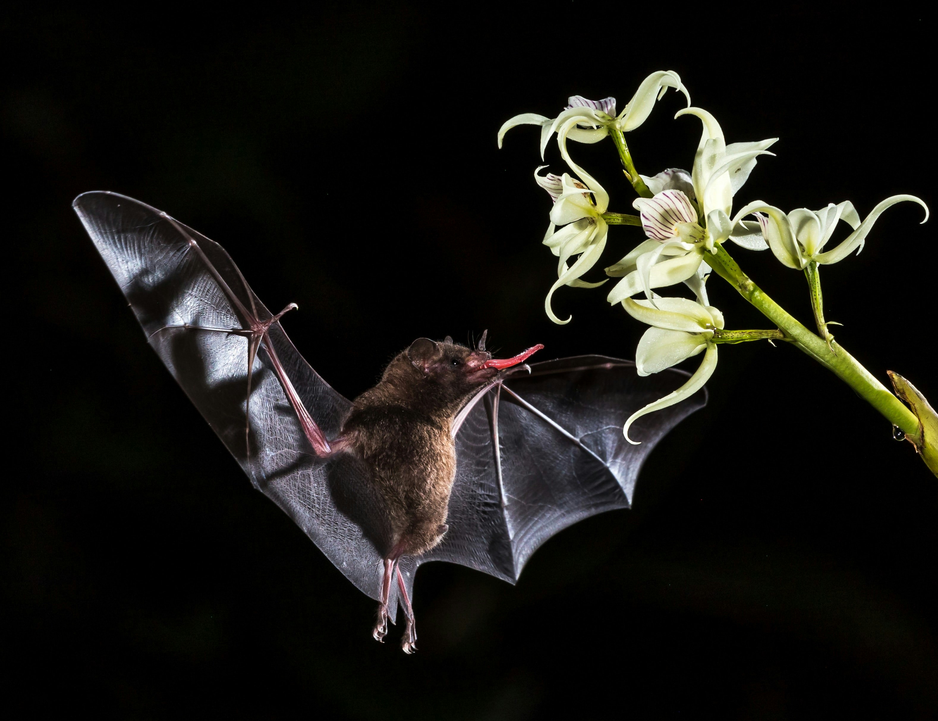 A bat flying close to a flower.