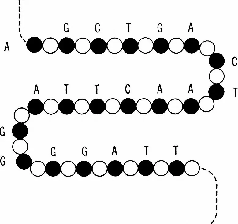 Designer Genes