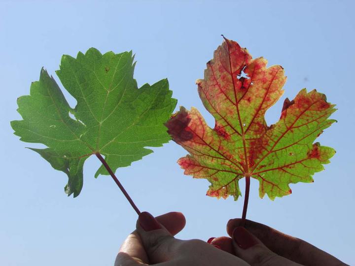 two leaves side by side, one is green and one has red spots