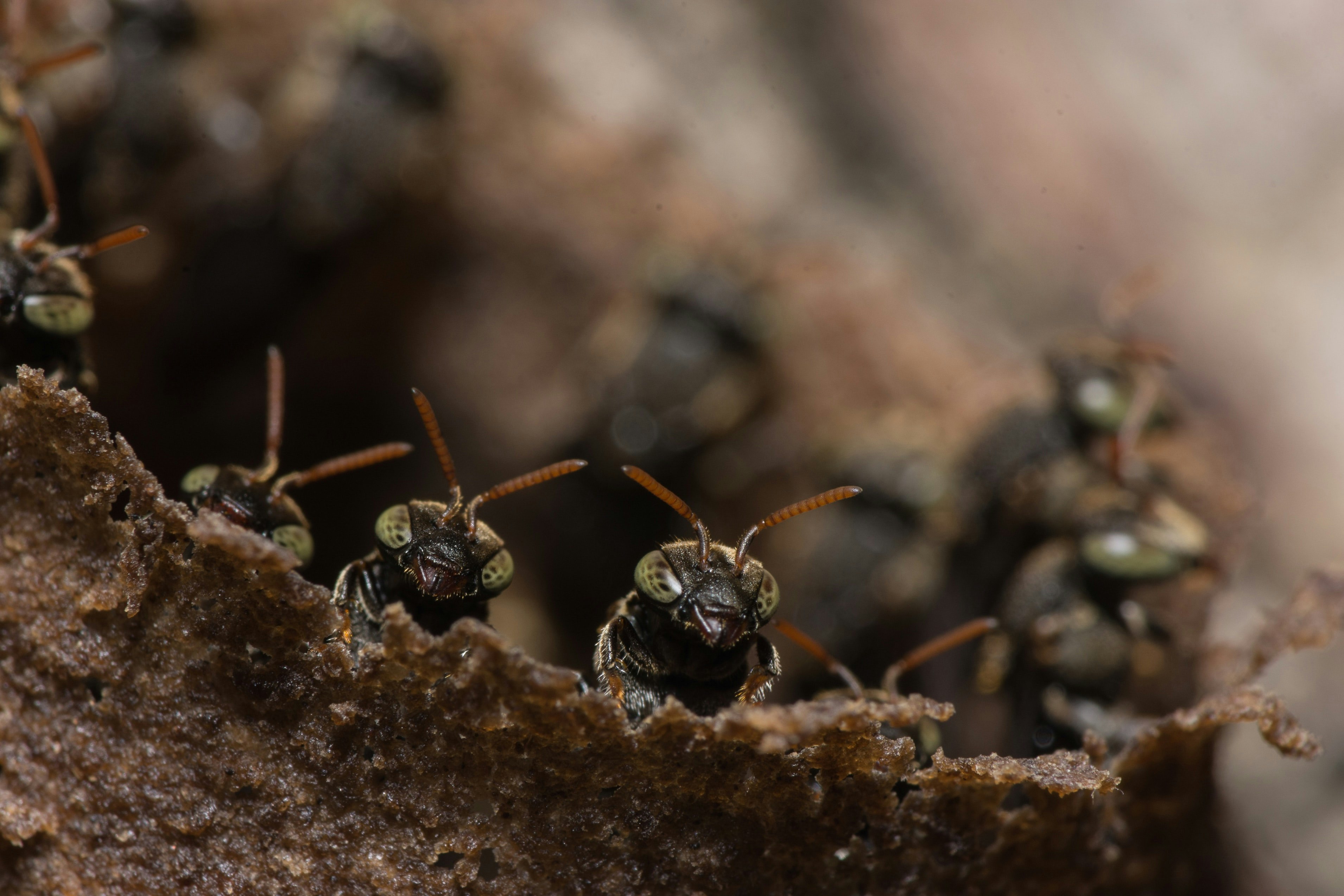 a group of ants peeking up from the ground or a log