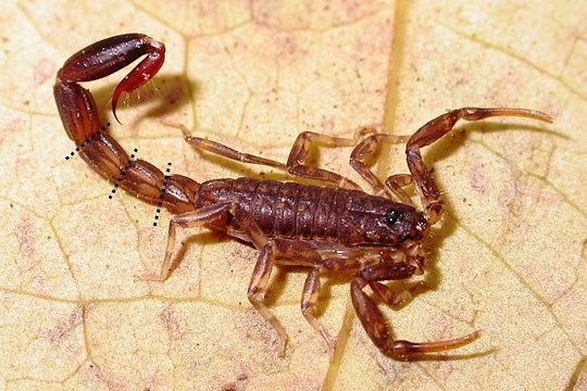 a large brown male scorpion on a leaf