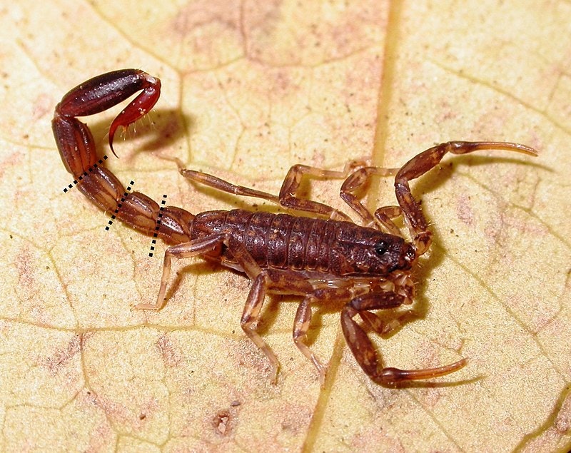 a large brown male scorpion on a leaf