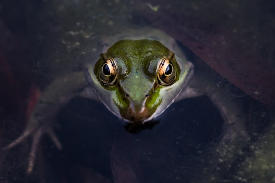 a frog with just its head poking out of water