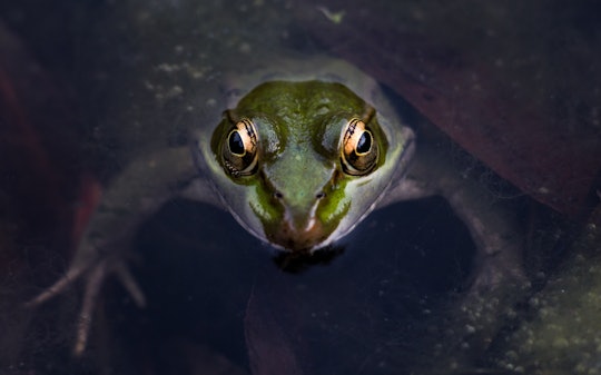 a frog with just its head poking out of water