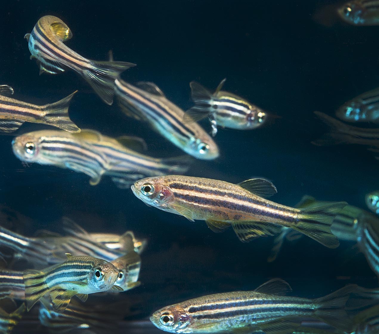 A group of adult zebrafish swimming in a tank