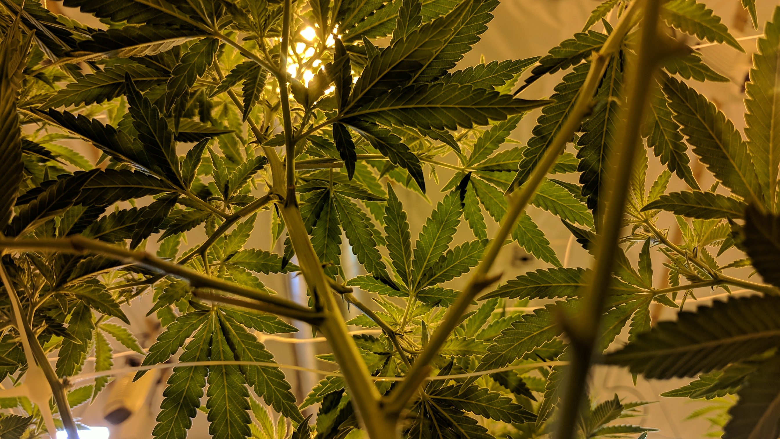Marijuana plants (weed) seen from below.