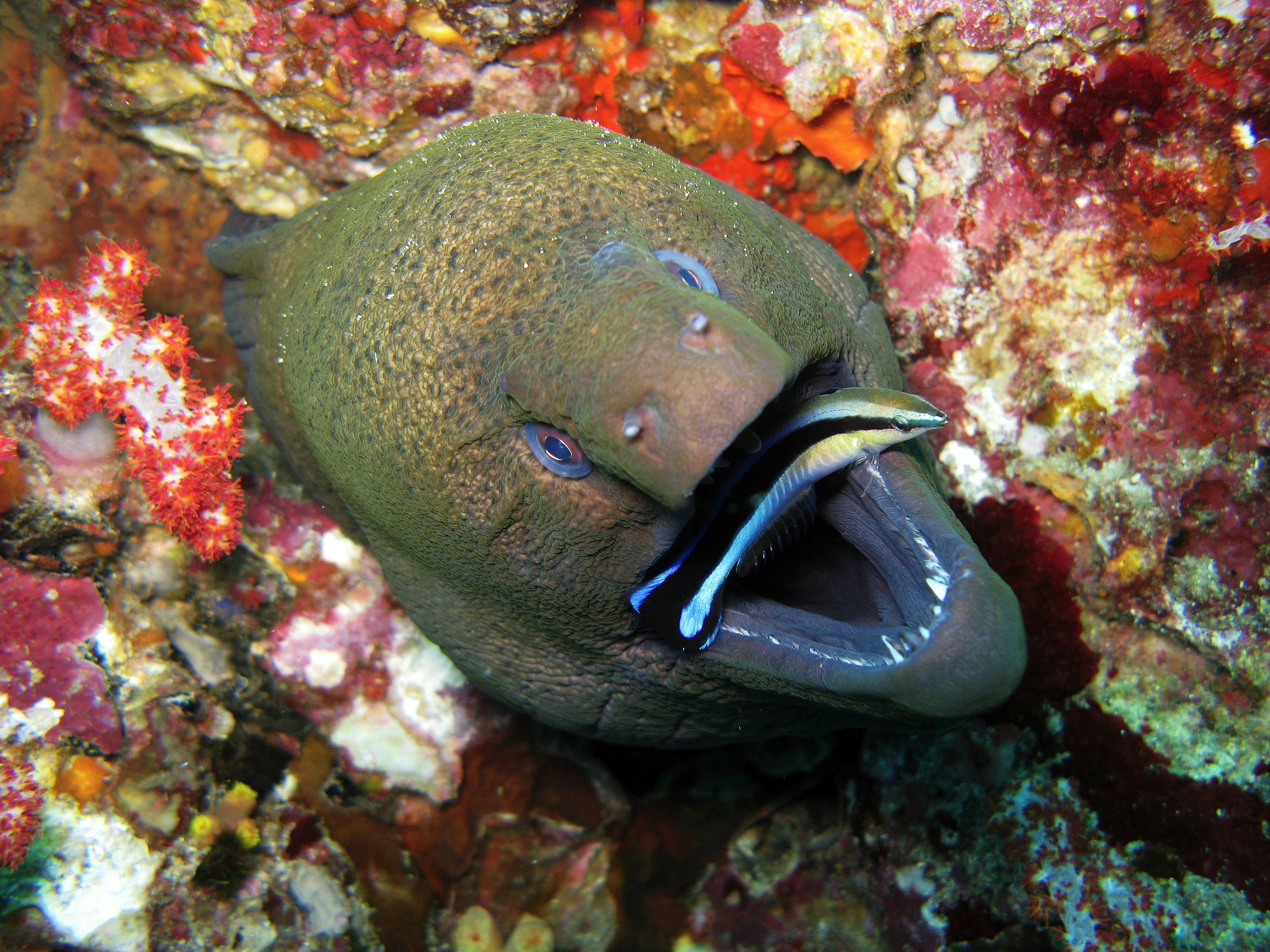 A cleaner fish cleans a giant moray eel