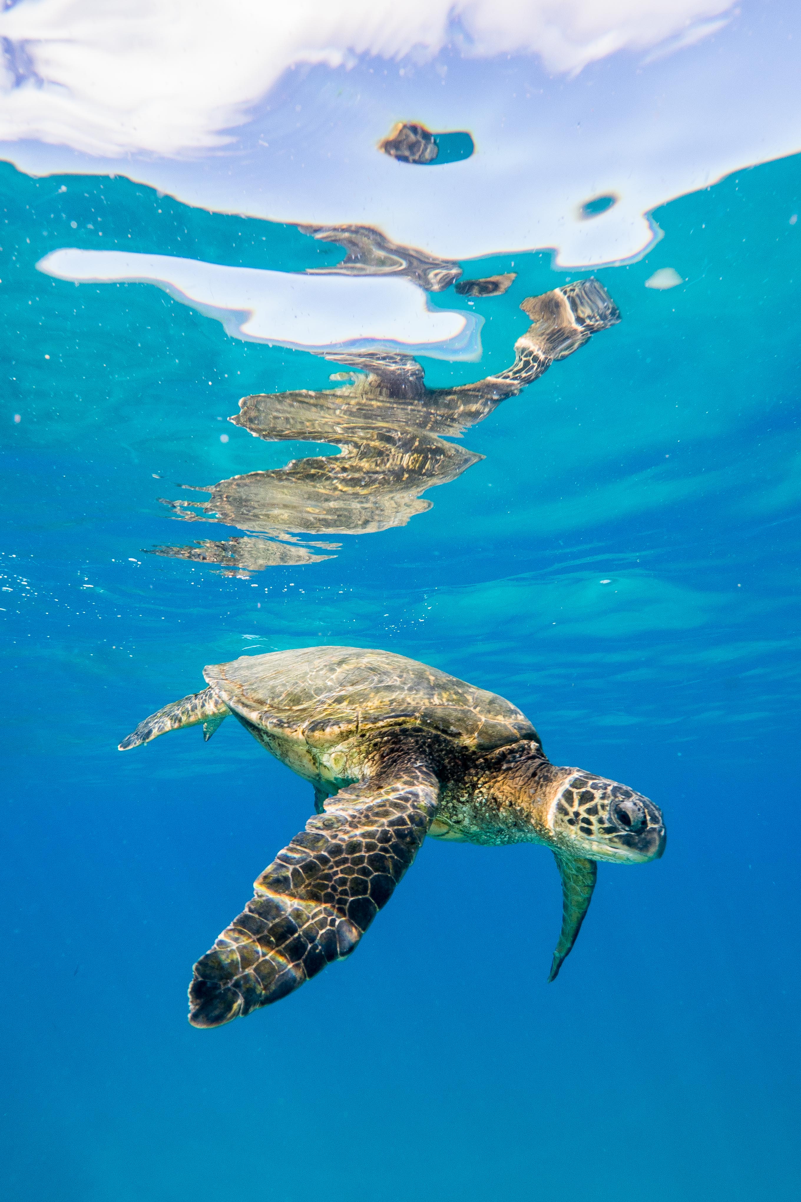 Green sea turtle at the surface