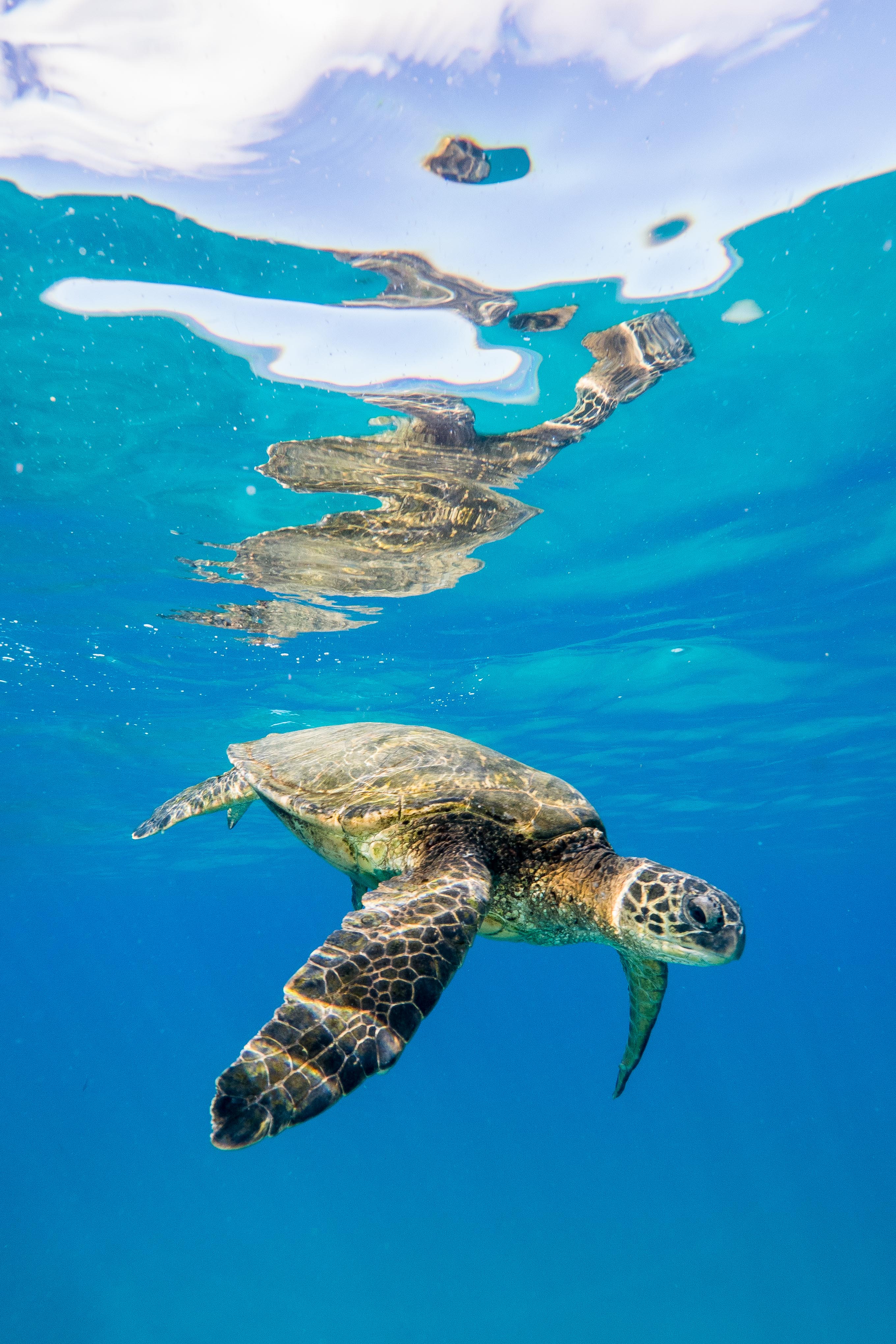 The US-Mexico border is making life complicated for green sea turtles